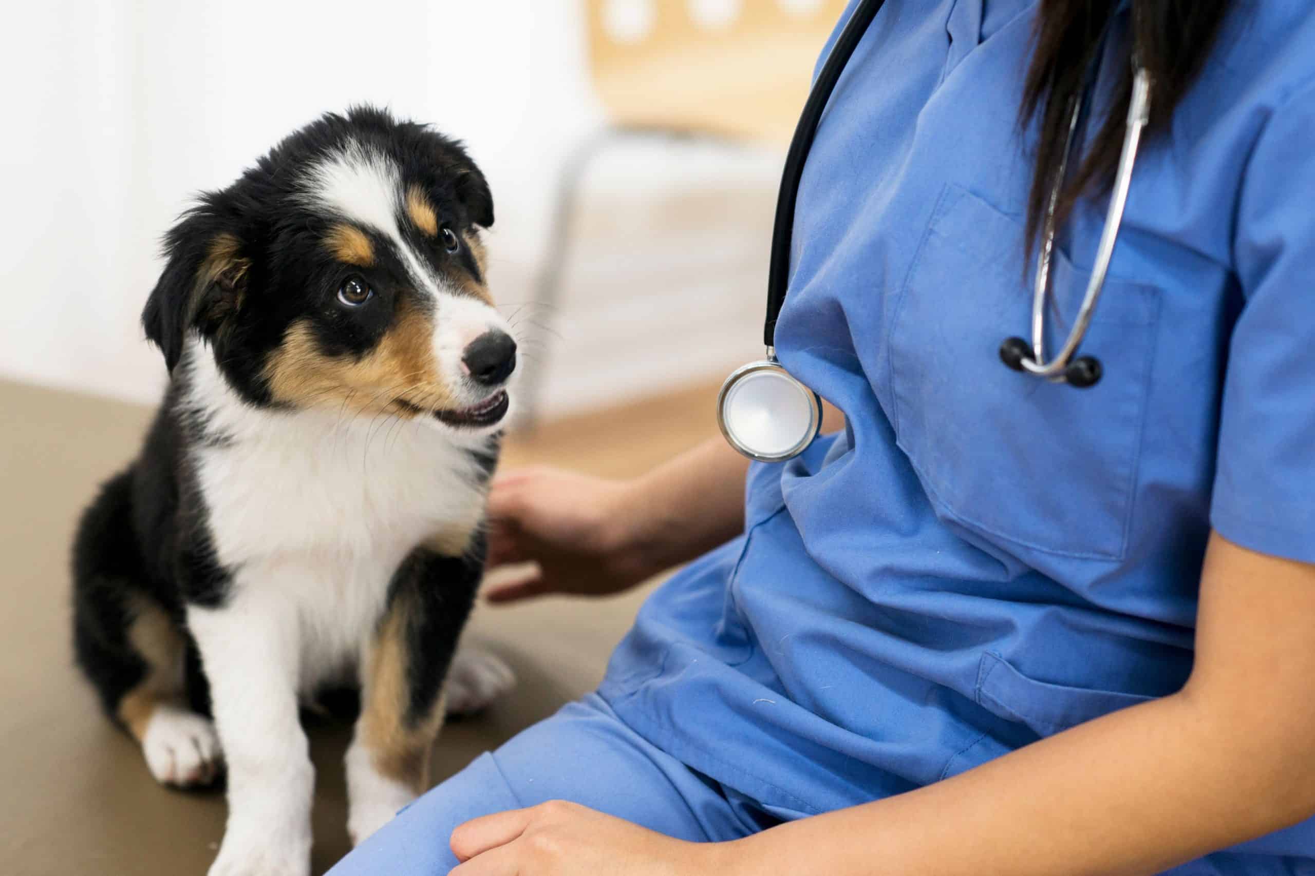 What Vaccines Do Dogs Need to Stay Healthy?