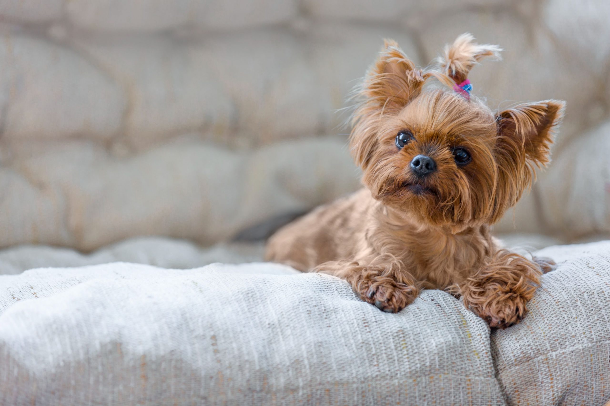 Caring for Small Dogs Is No Small Task