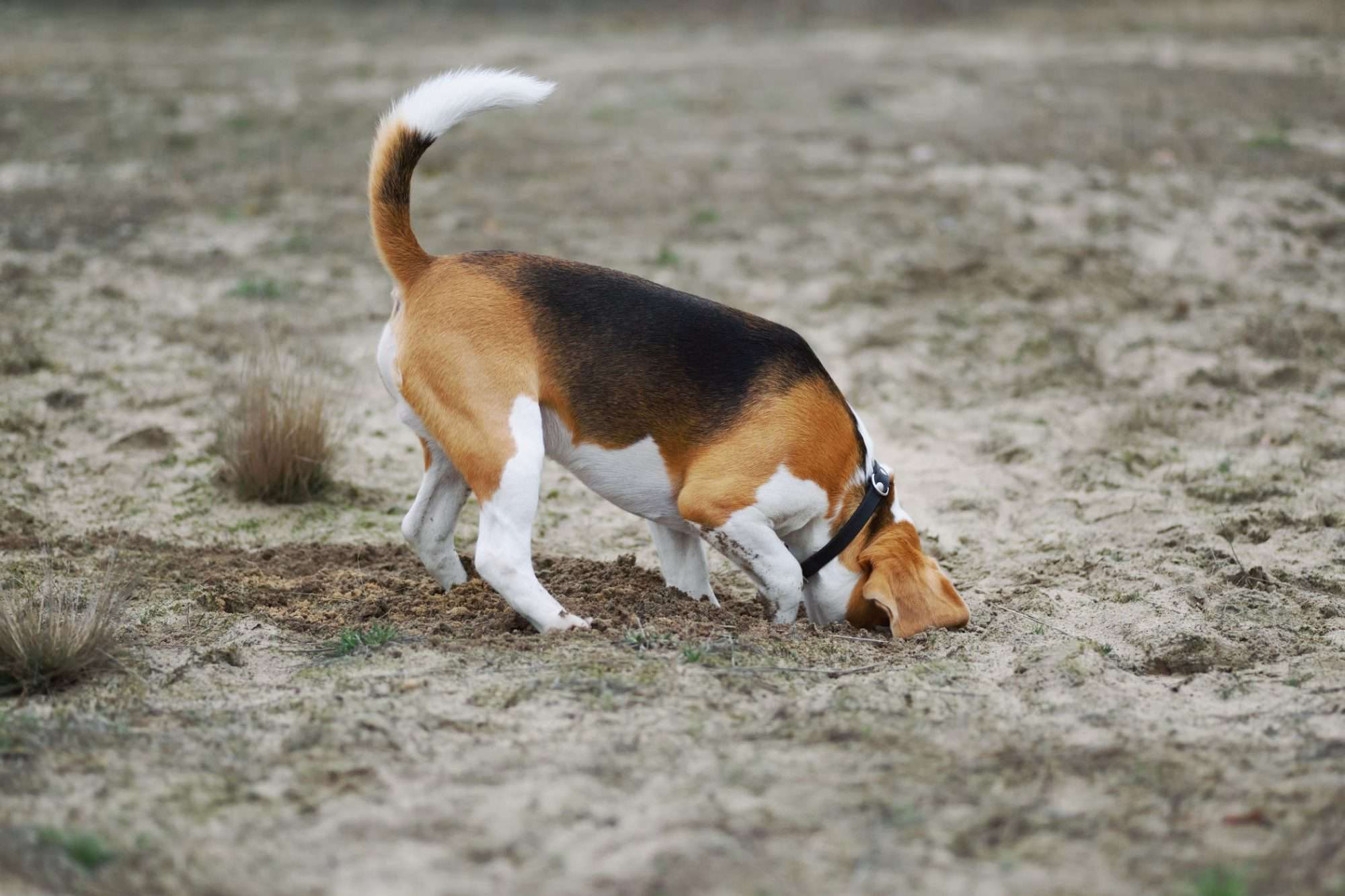 My Dog Keeps Burying Things!