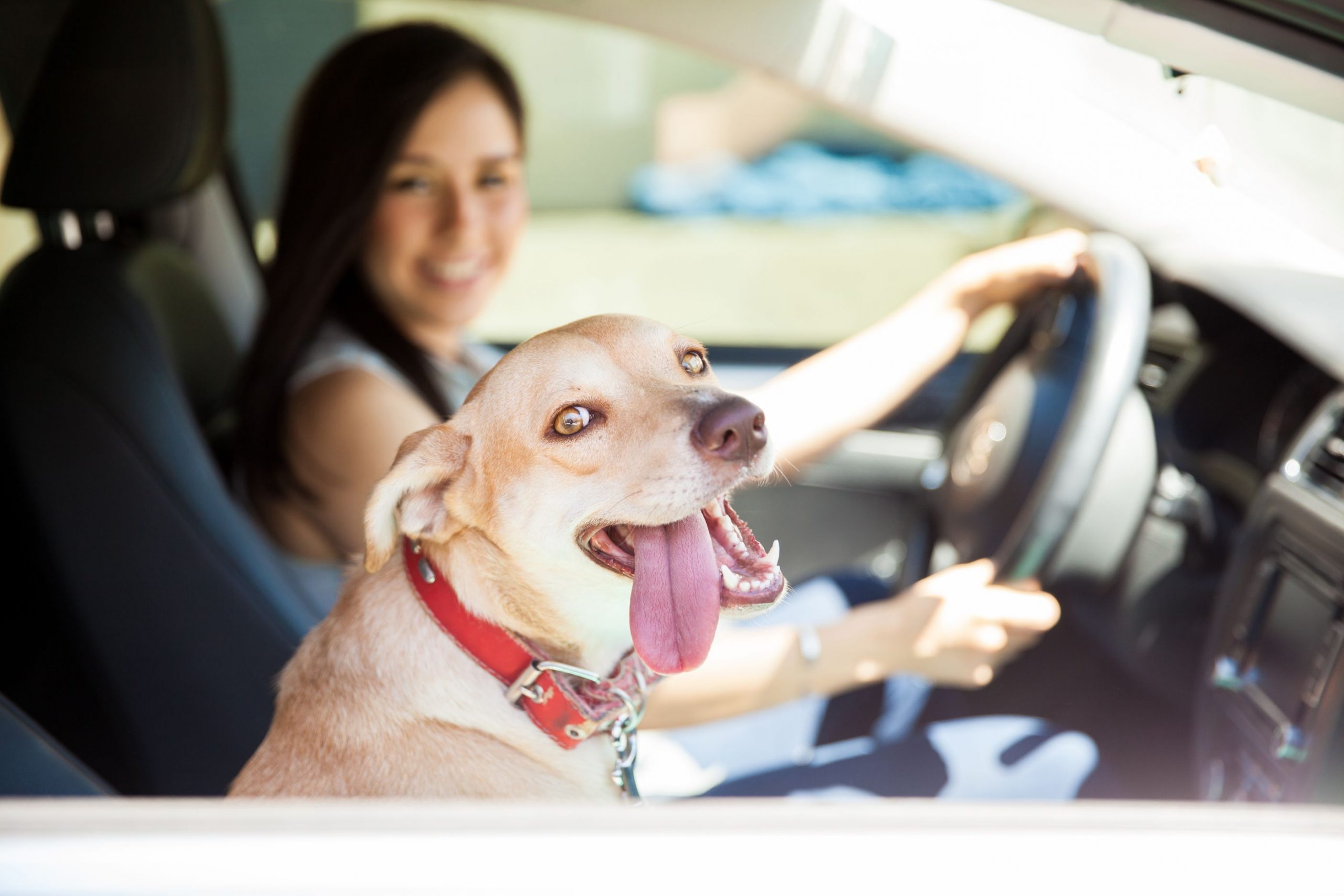 Driving With Your Pet Can Be Fun, but Is It Safe?