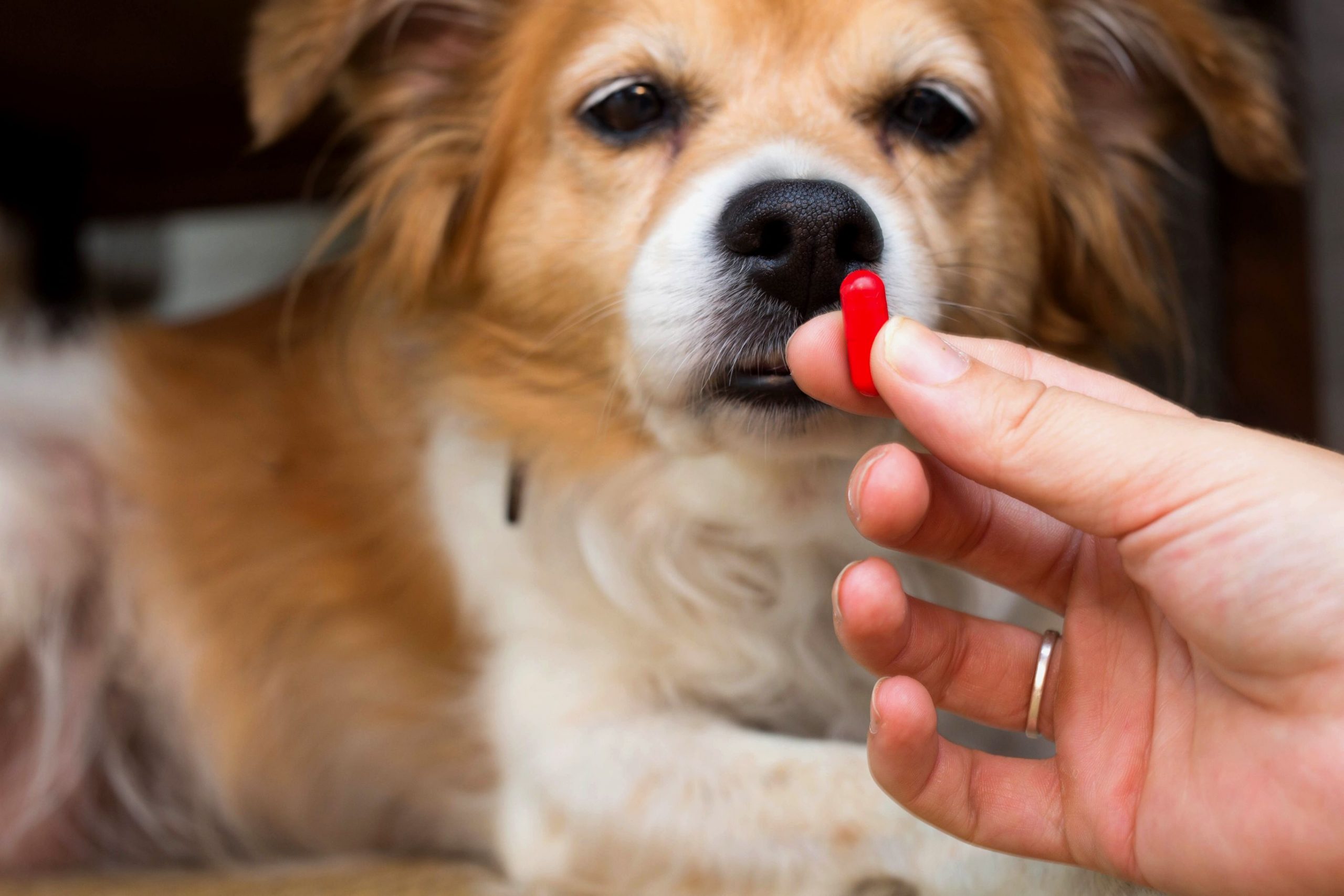 A Spoonful of Sugar? Giving Your Pet Medication
