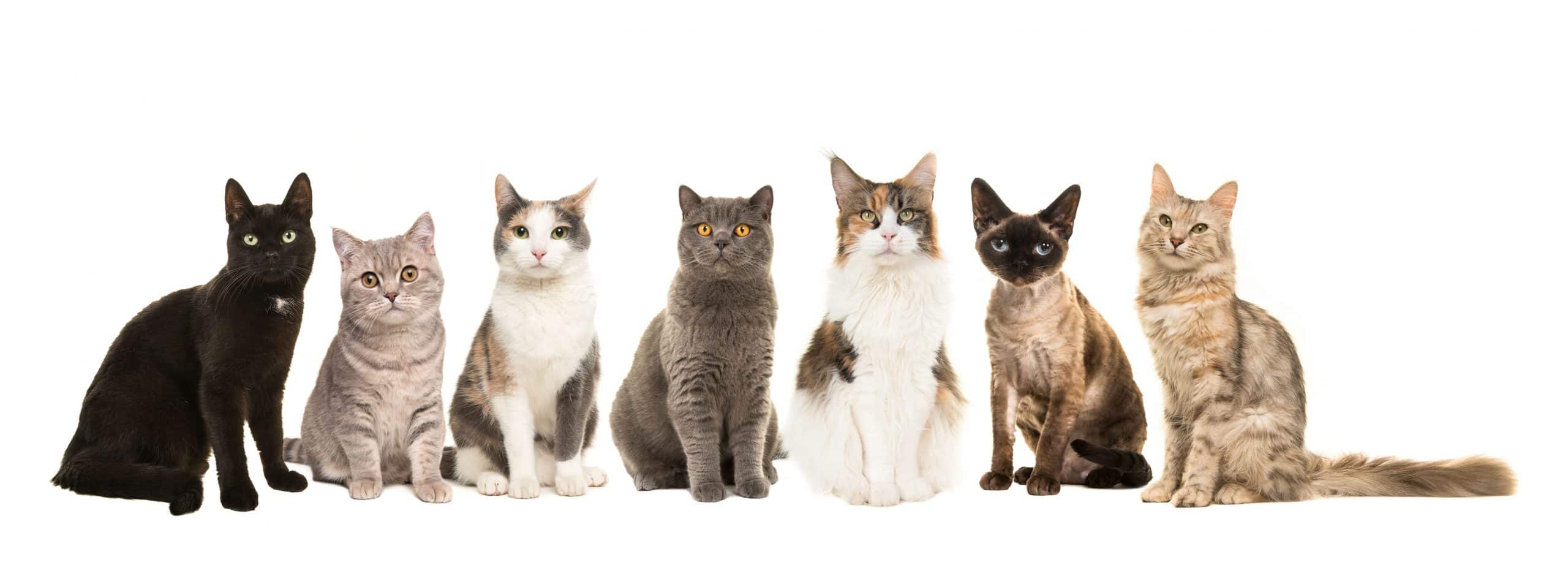 What Are The Smartest Cat Breeds?