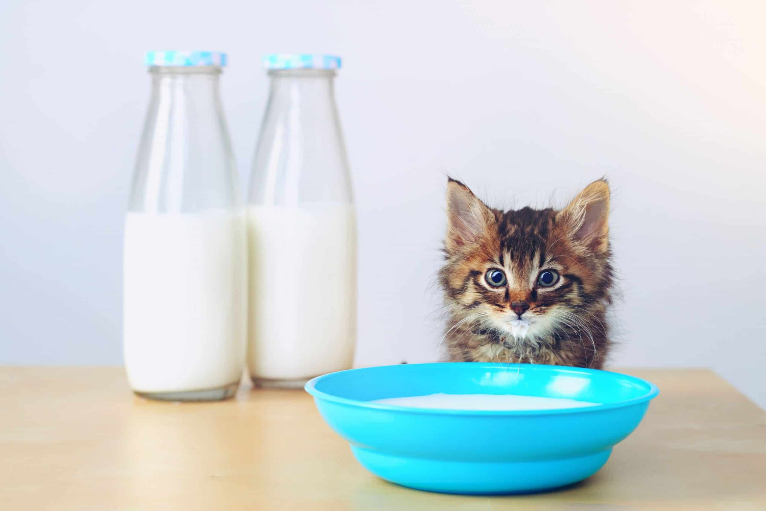 The Truth About Cats and Milk