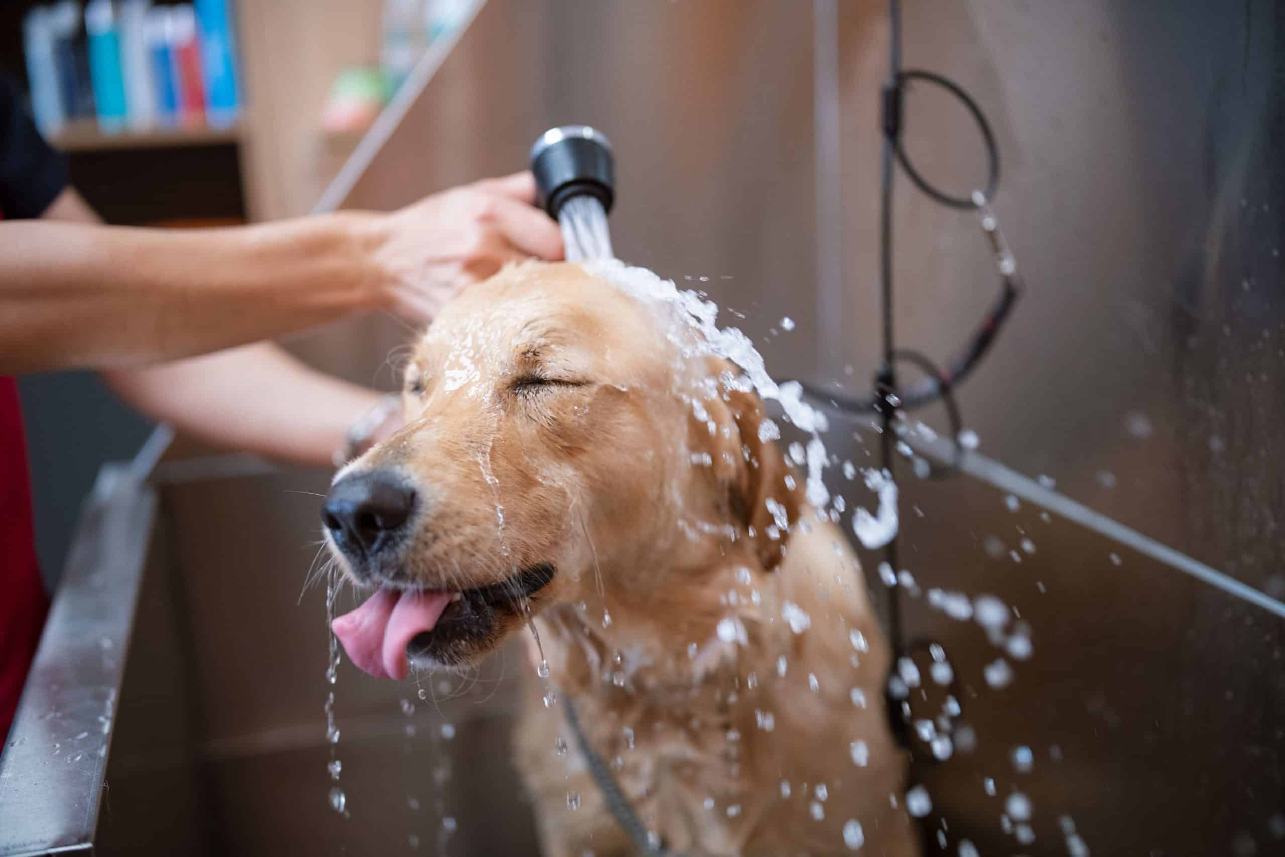 Tips on Giving the Best Spa Day to Your Pet