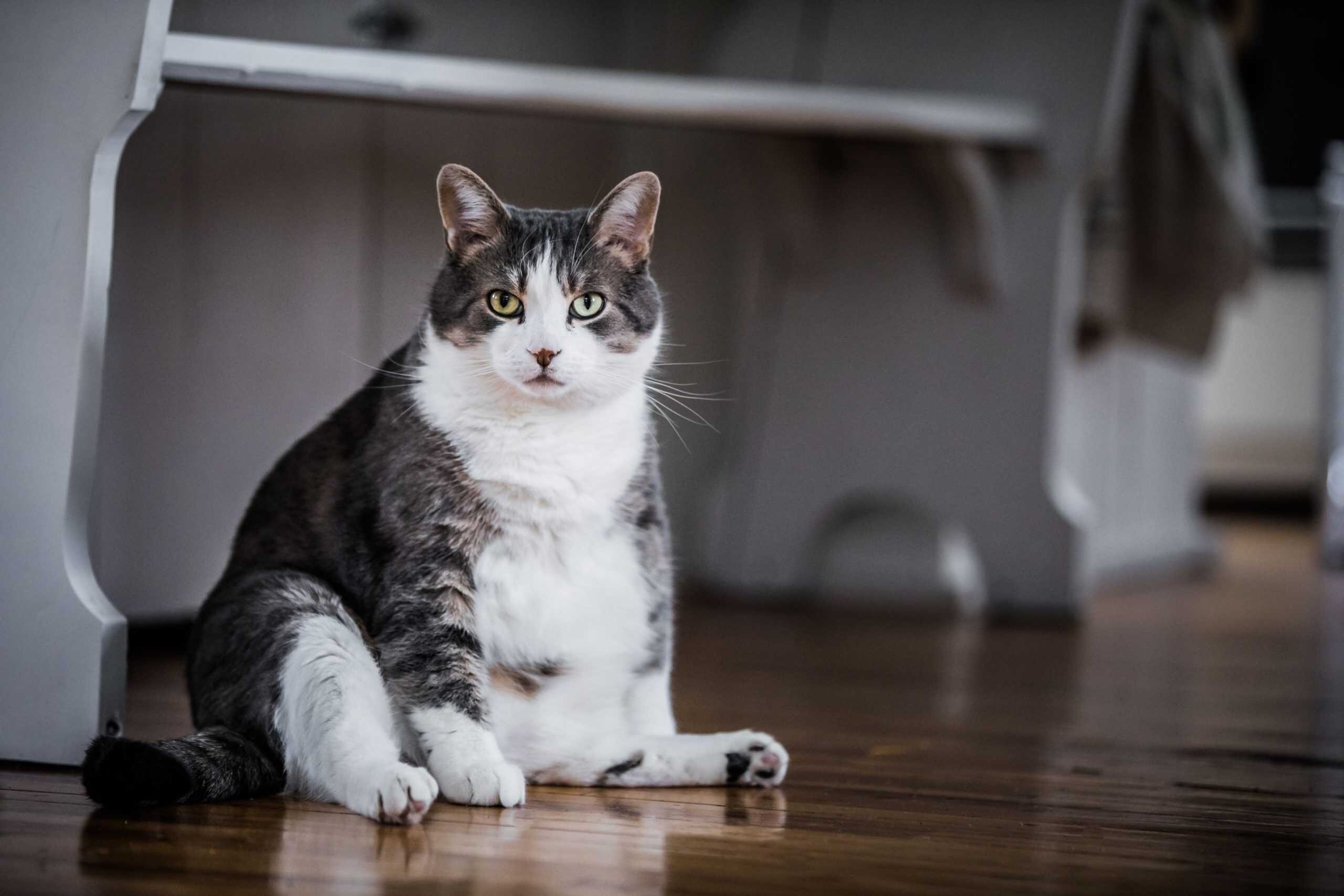 Pet Obesity and How It Affects Pet Health