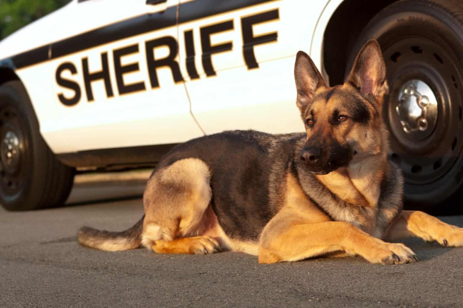 Our Heroes The Many Jobs Of Police Dogs Beverly Hills Veterinary