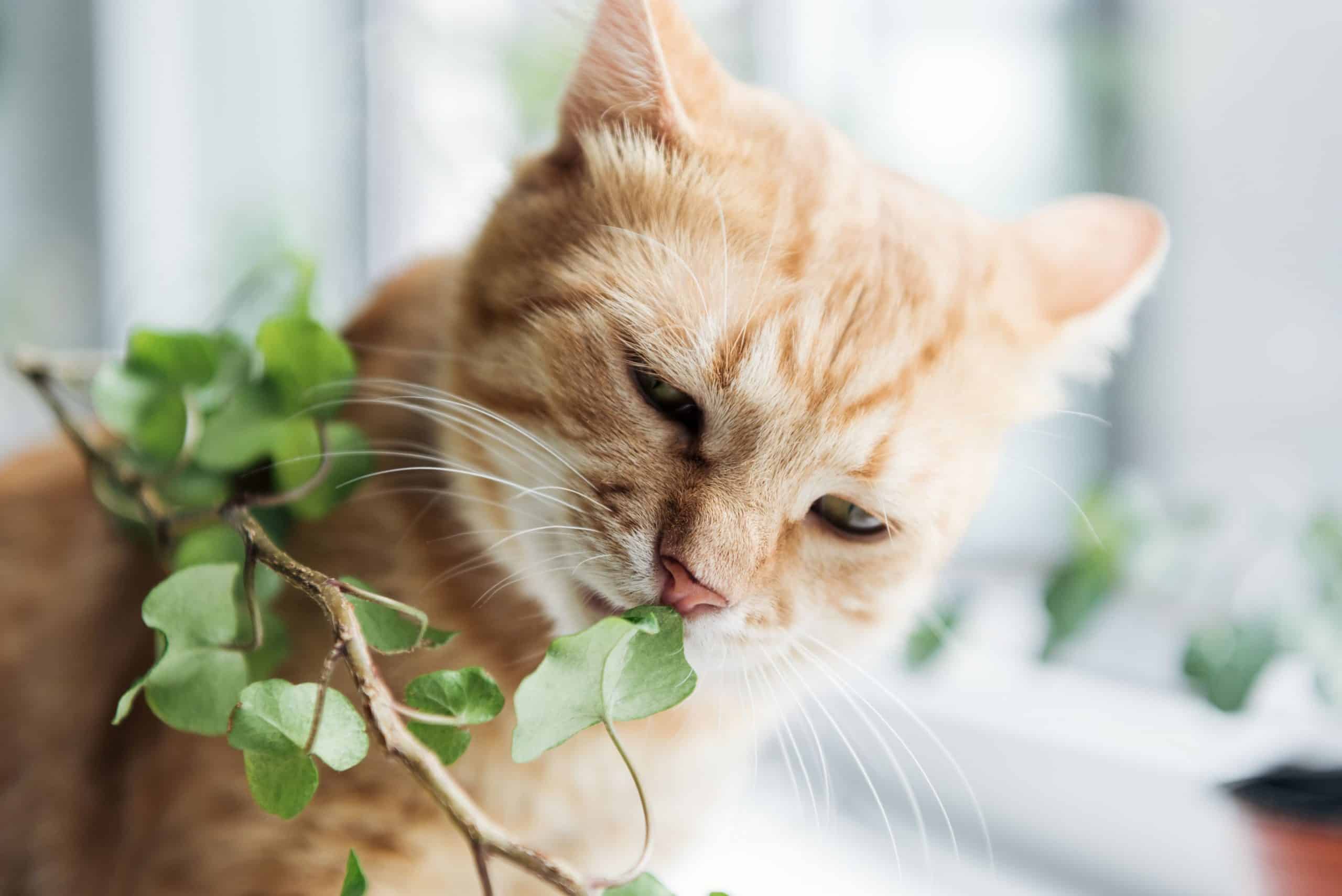 Are Indoor Plants Safe for Pets?
