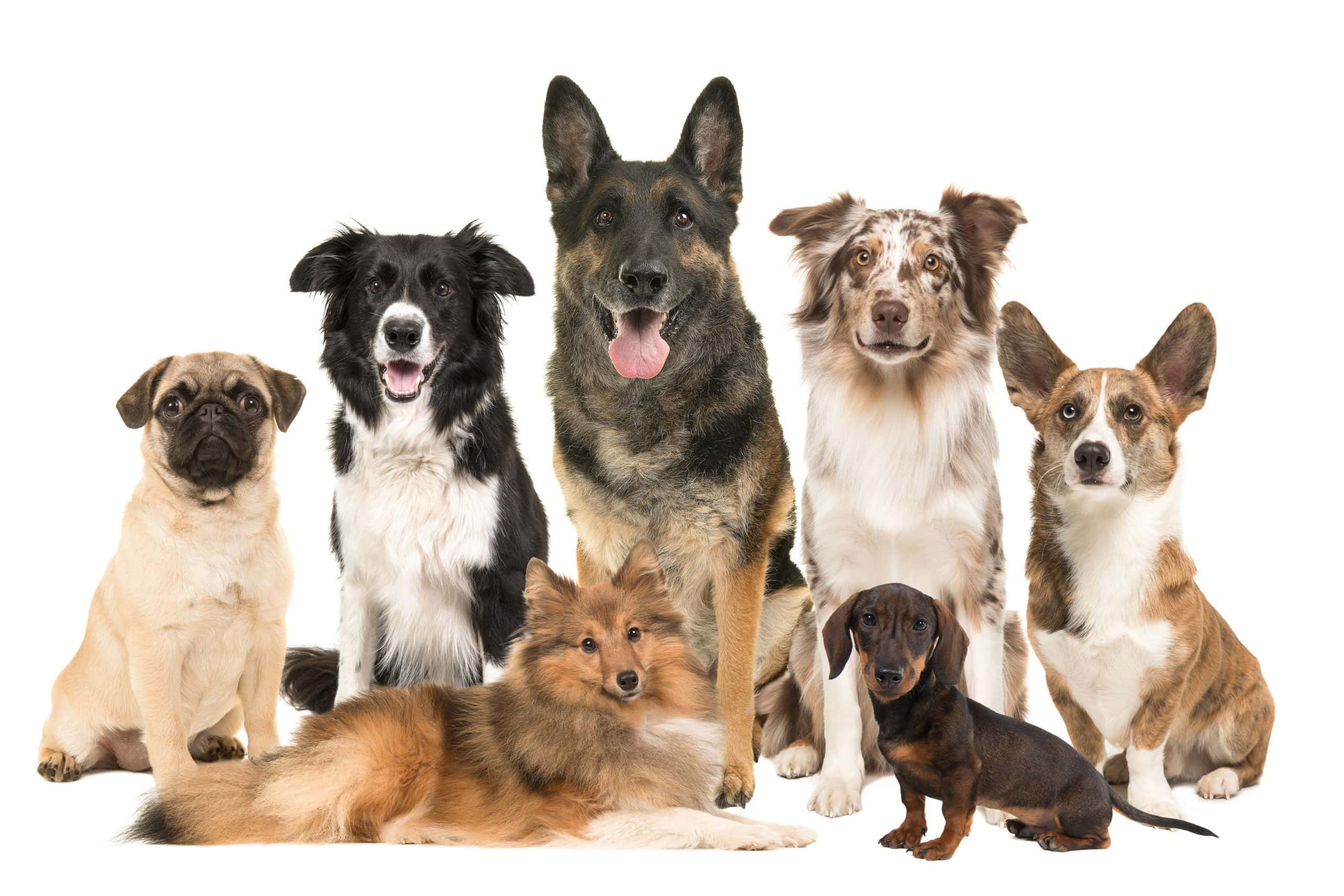 Tips For Identifying Your Dog’s Breed(s)