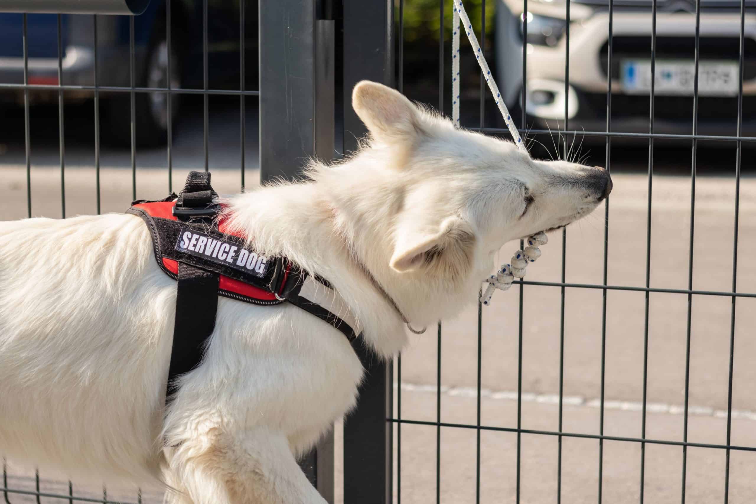 Unsung Heroes: The Reach and Impact of Today’s Service Dogs