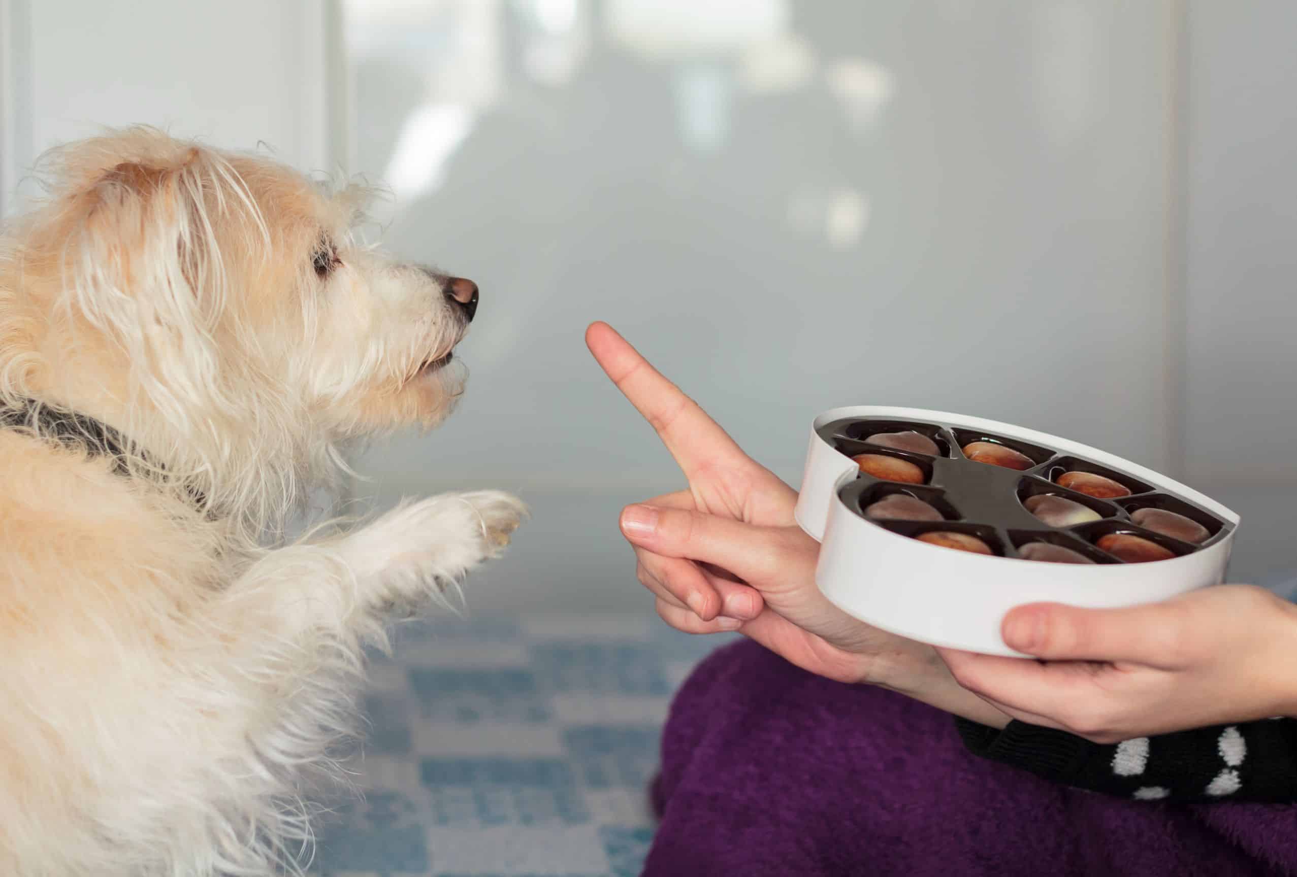 Dog ate a hershey kiss sale