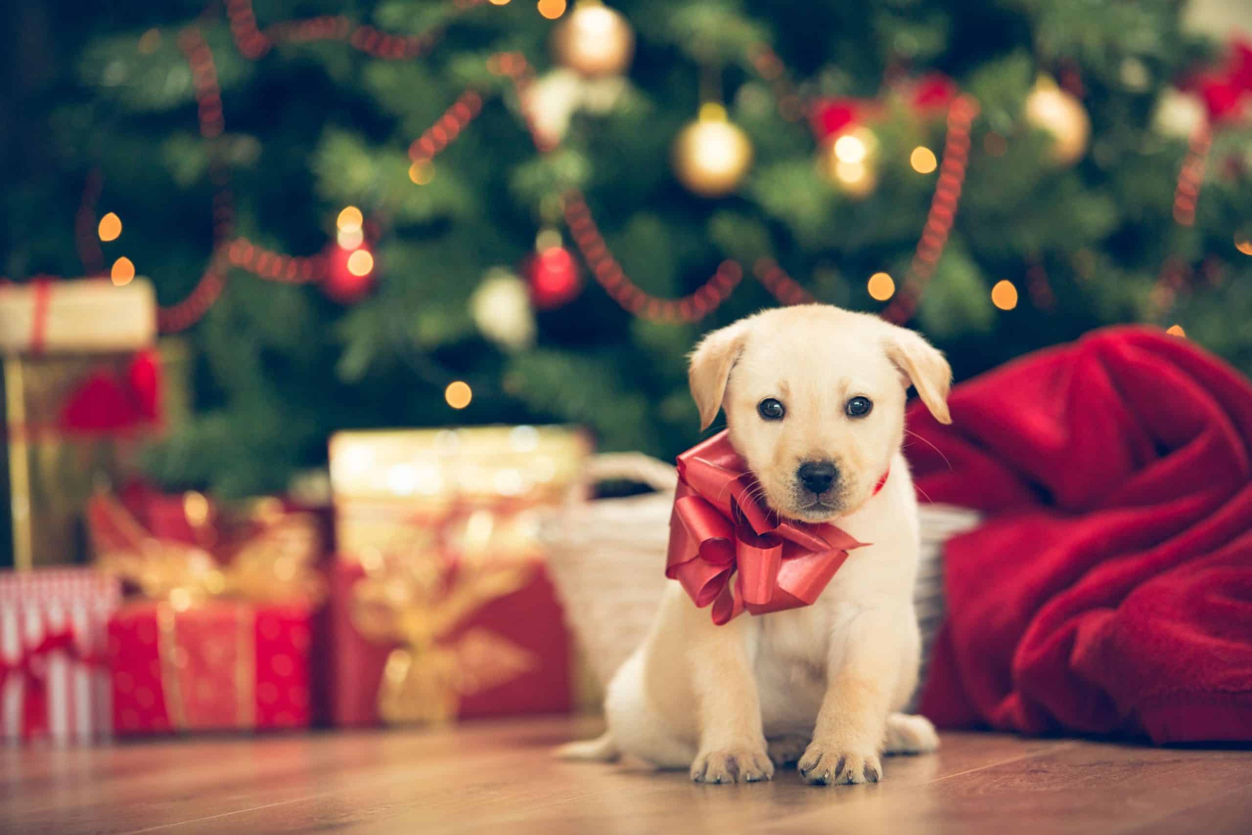 Bah Humbug: Why You Should Never Give a Pet as a Gift