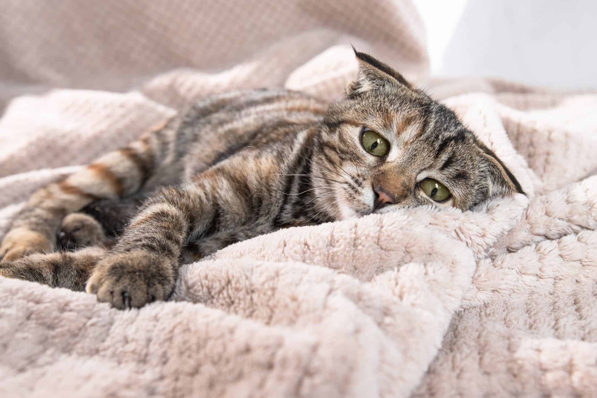 Purr-fectly Hidden: Unraveling the Mystery of Cat Pain Behavior