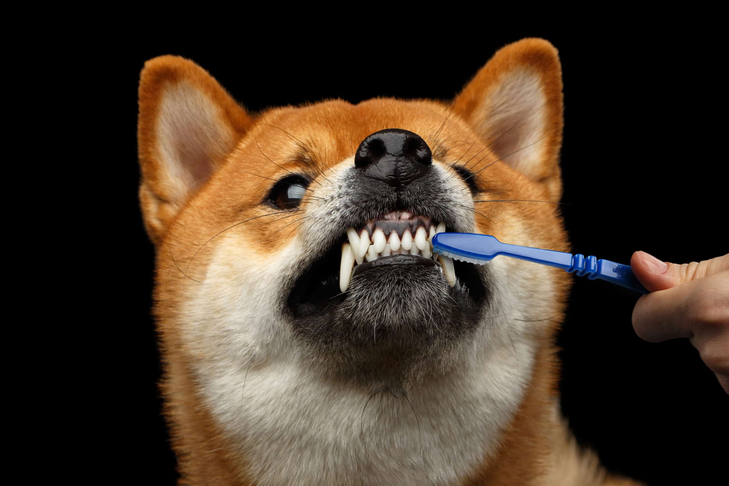 The Perils of Pet Dental Disease