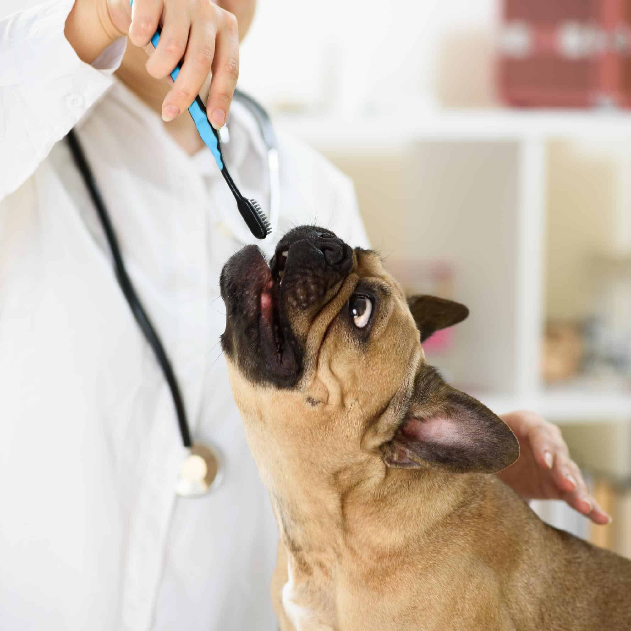 Pet Dental Health and Your Furry Family