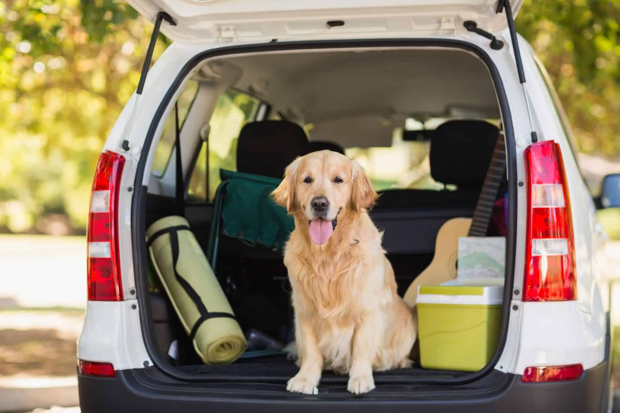 a golden retriever in back of SUV.