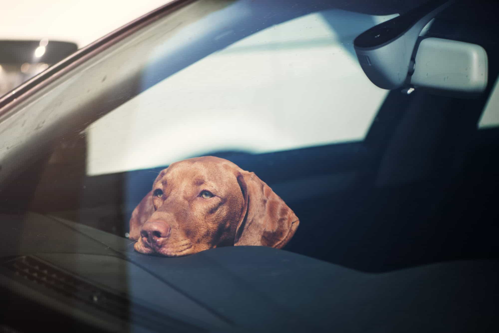 It Only Takes Minutes to Save a Life: Dogs In Hot Cars