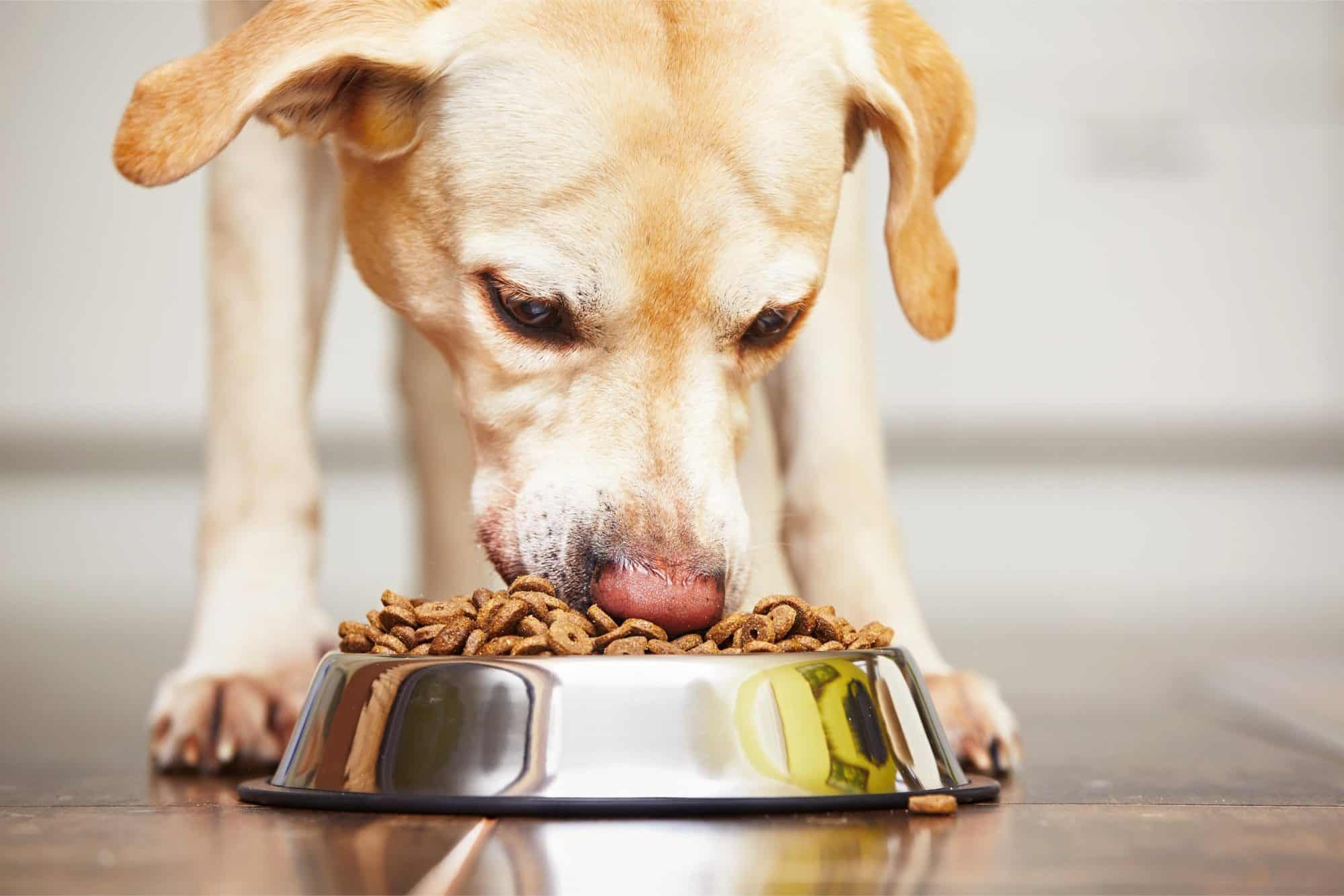 Should Dogs Eat Grain Free?