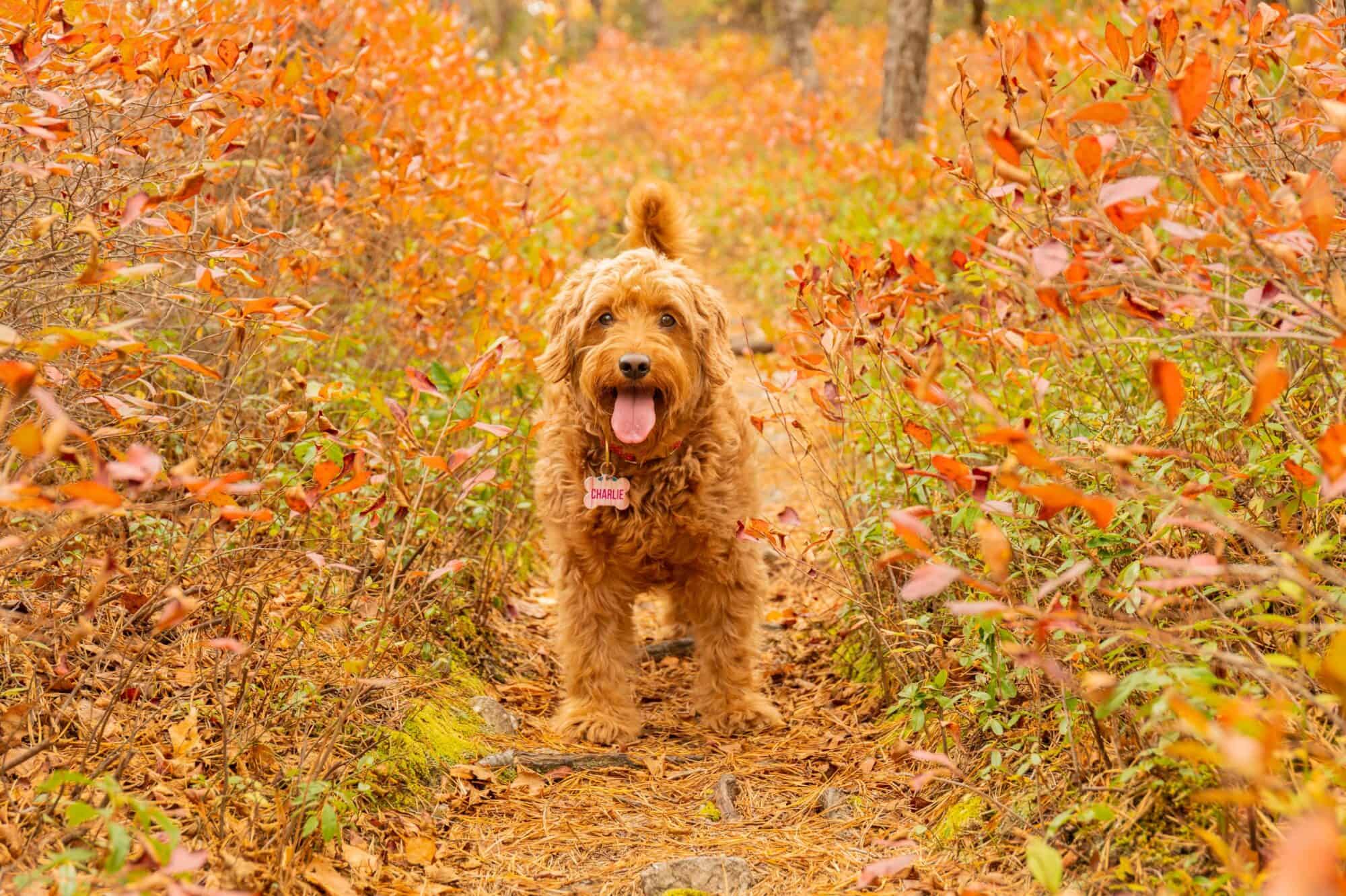 The Science Behind Seasonal Coat Changes in Pets