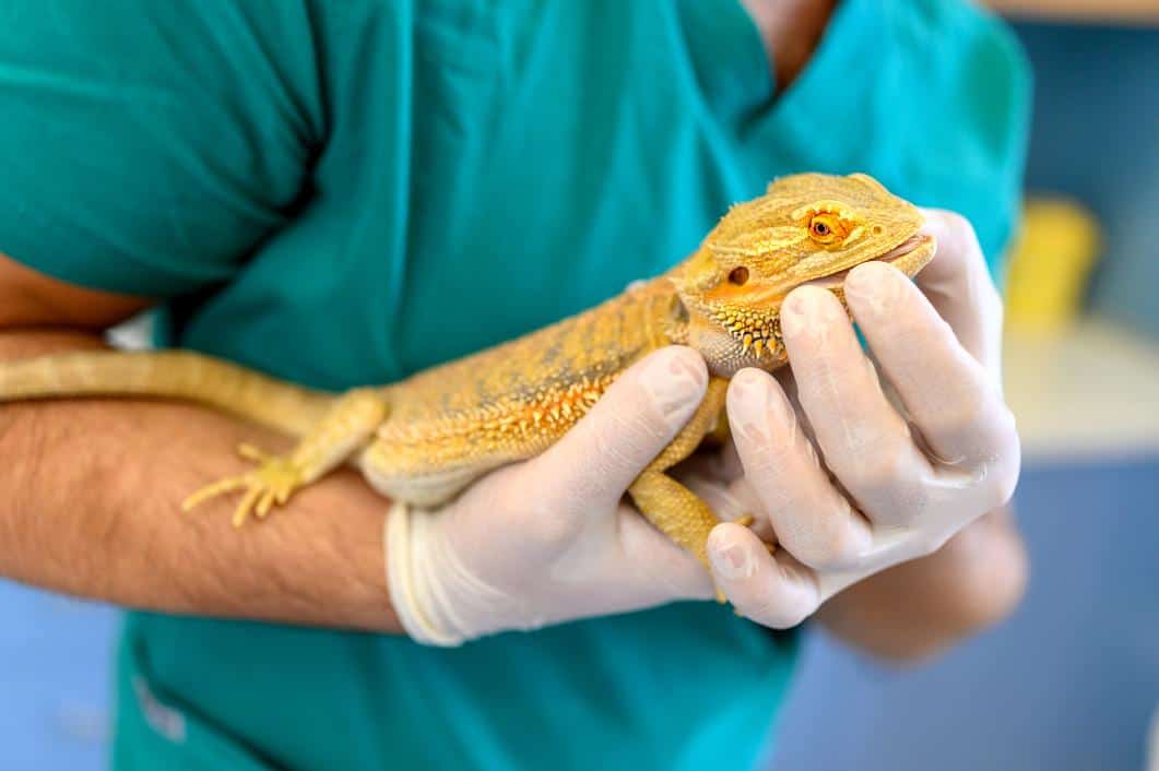 Handling Stress in Exotic Pets