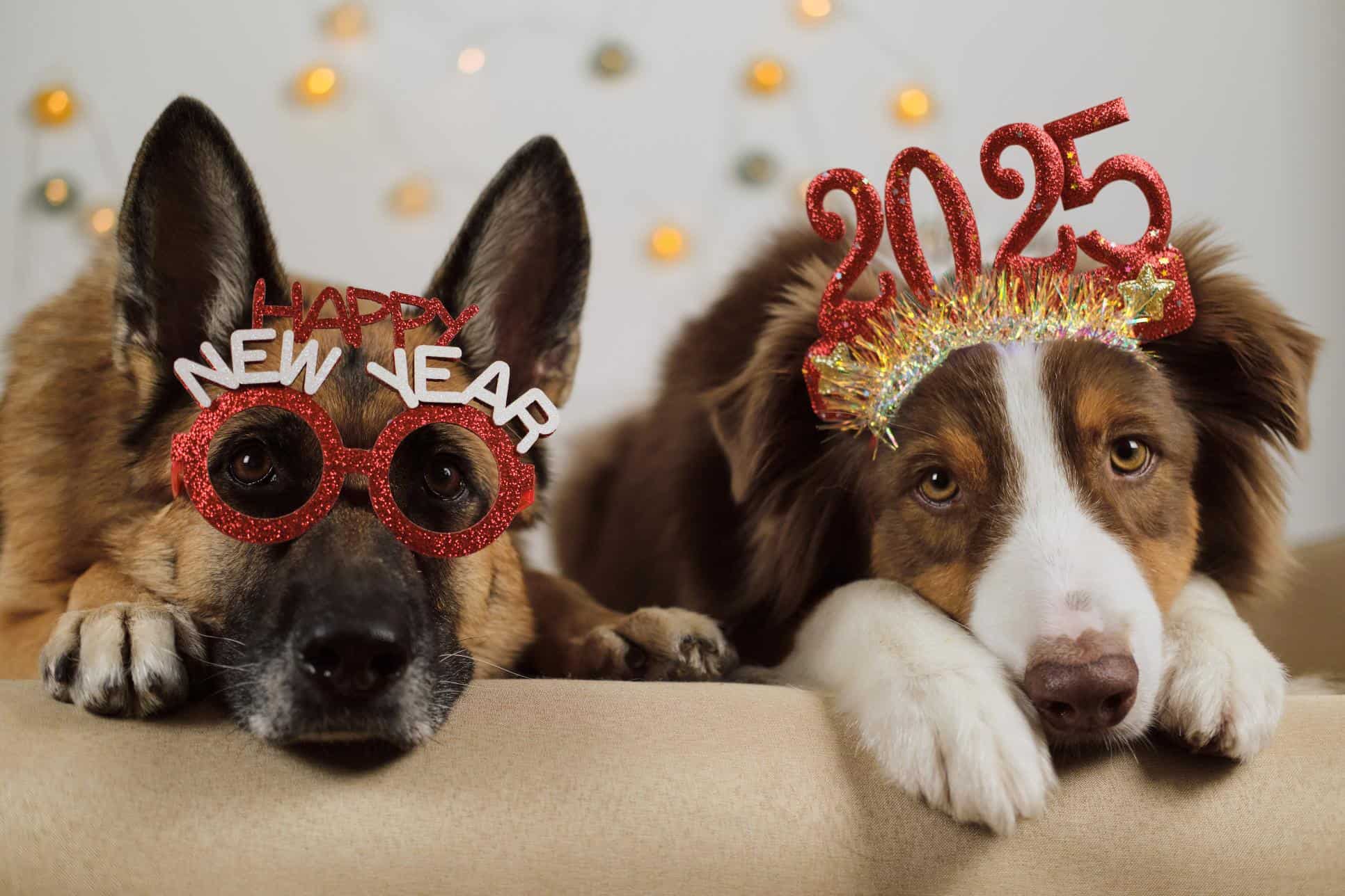 New Year, New Tricks: Essential Obedience Training for Your Dog