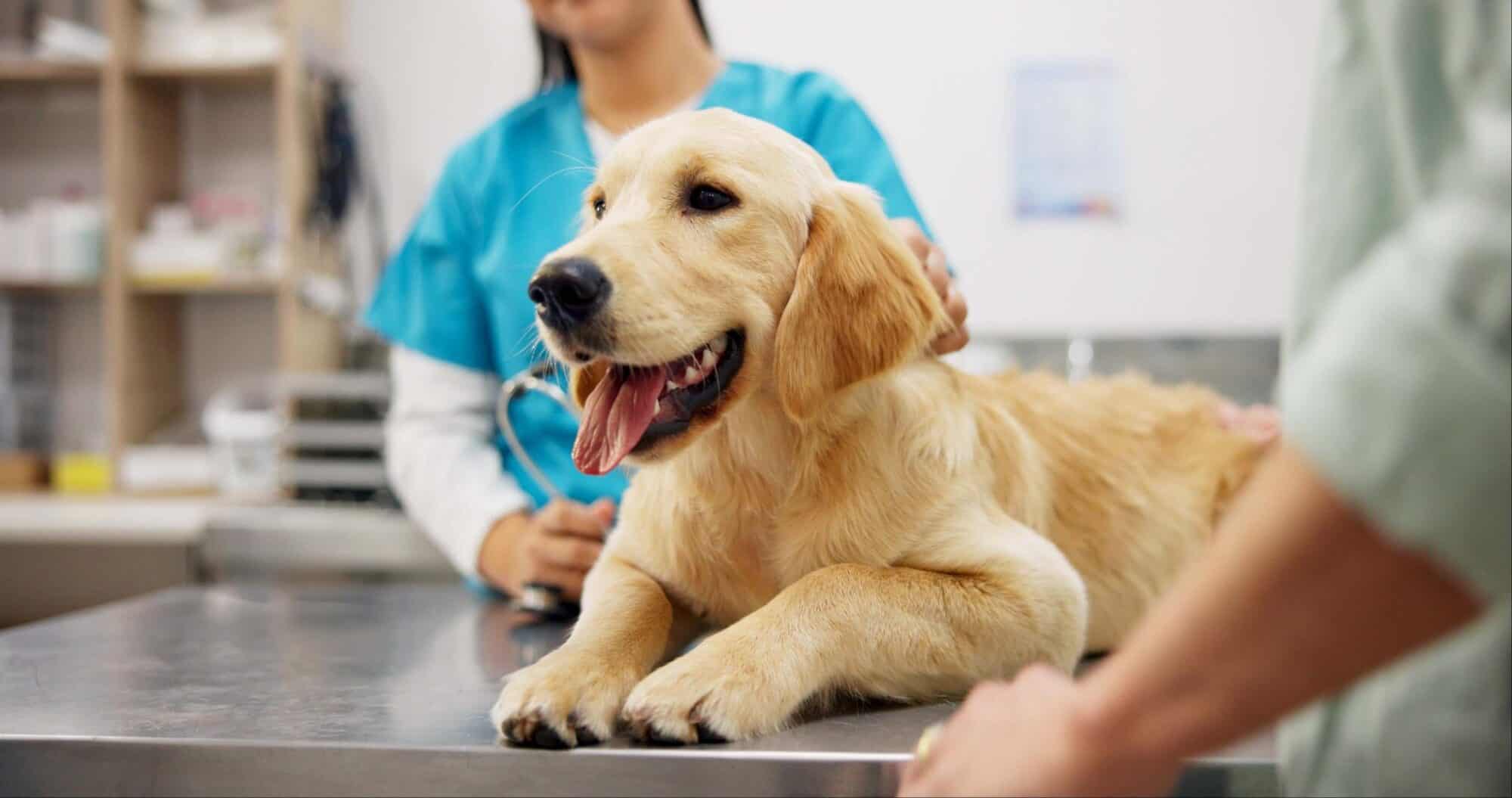 Understanding Pet Insurance: Is It Right for You