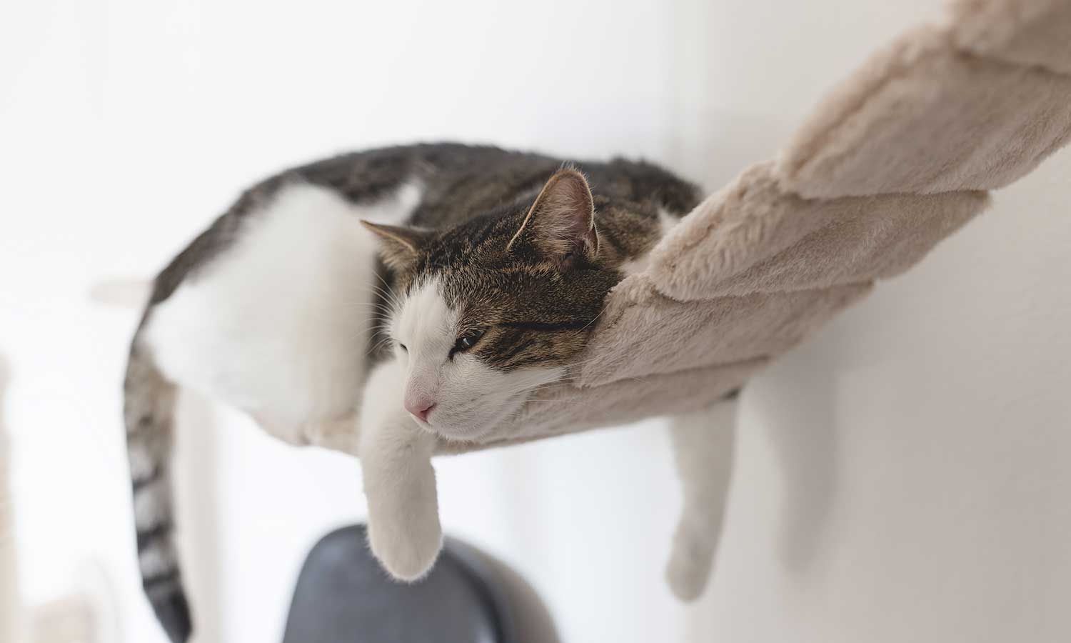 A cat laying on a shelf