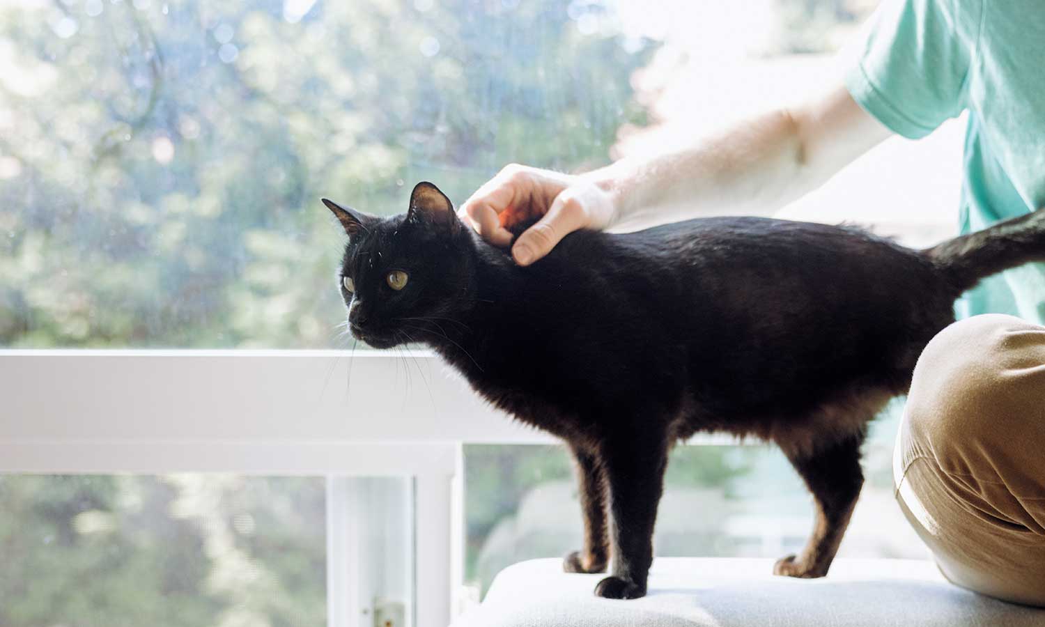 A black cat being petted
