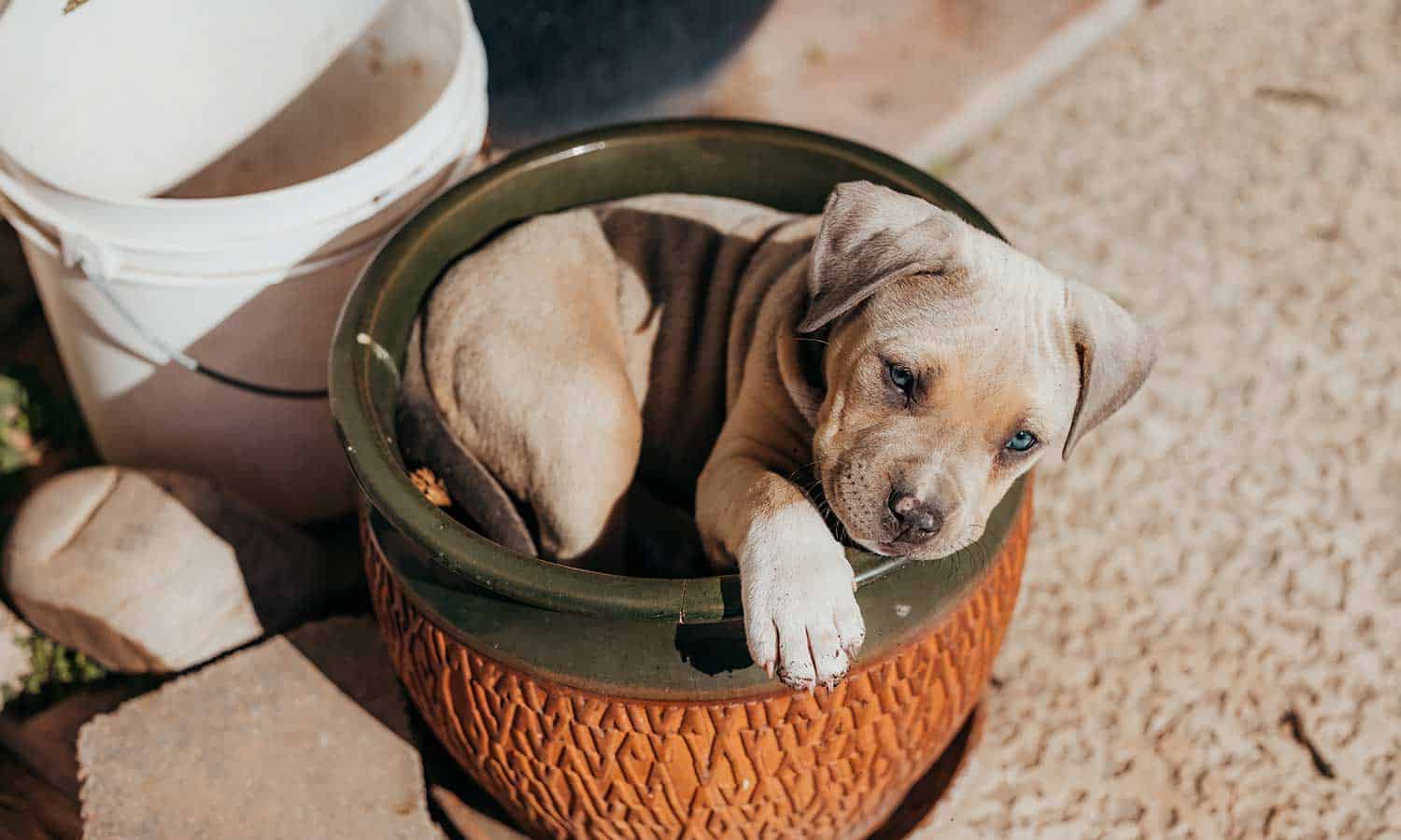 A puppy in a planter