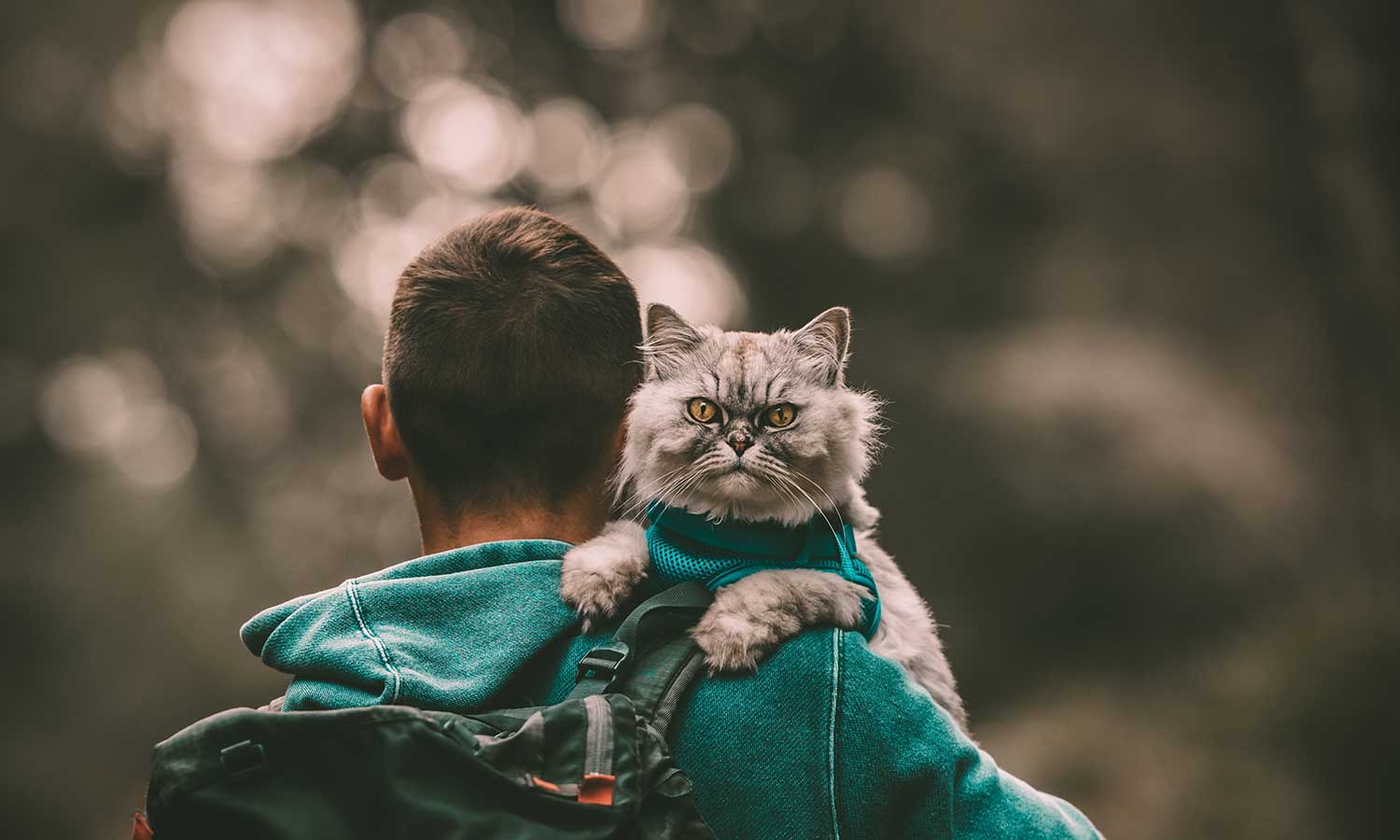A cat out with their human in nature