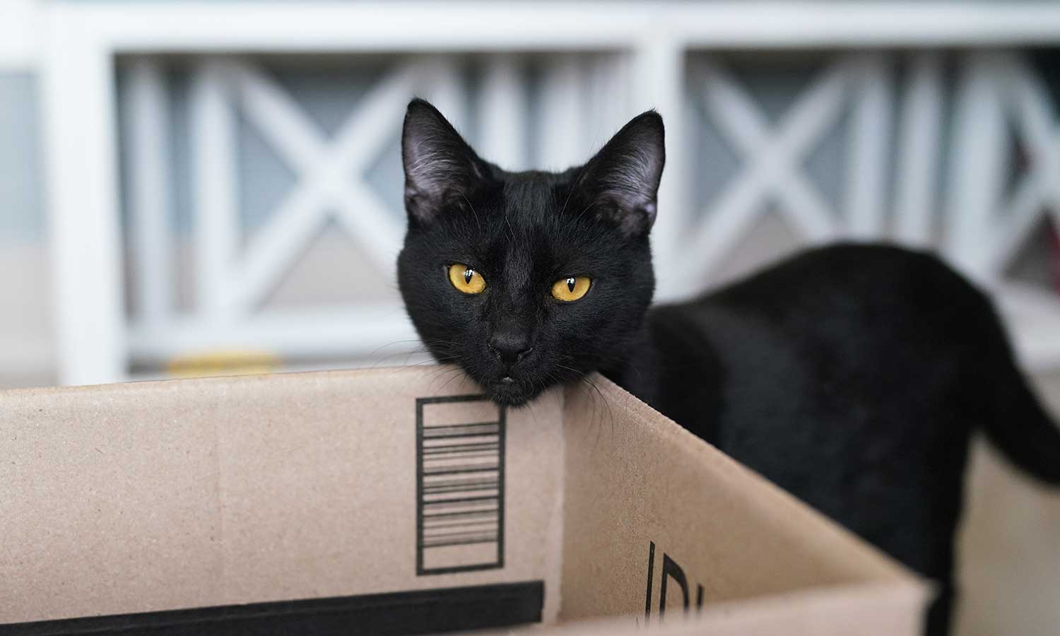 A black cat rubbing on a box