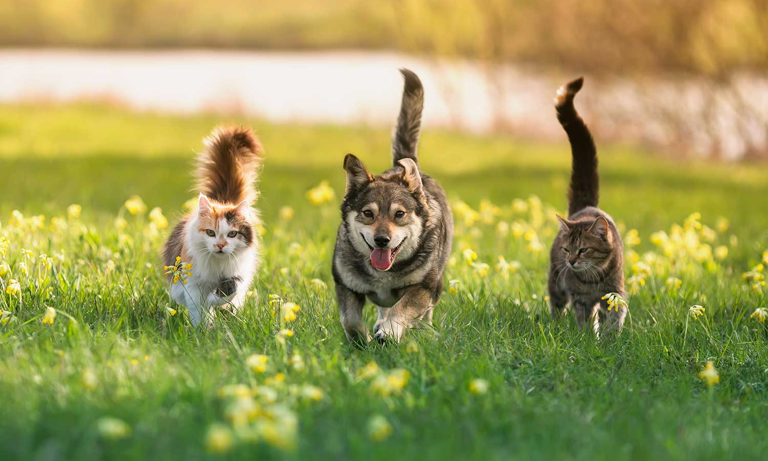 A dog out with its feline friends in a field